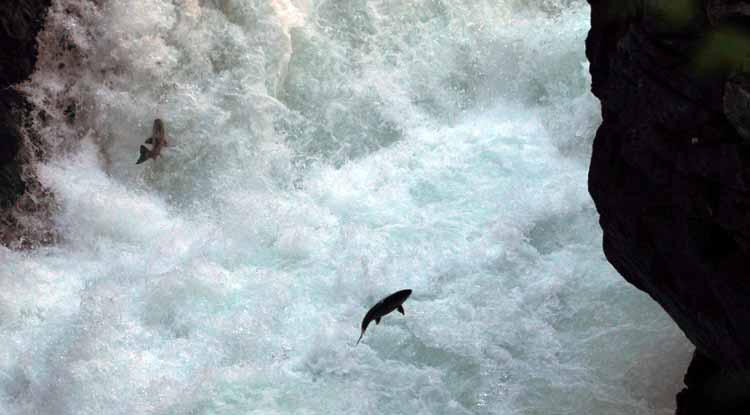 Stamp River and the Salmon run there (Coho) and the trail that leads to the ladders
